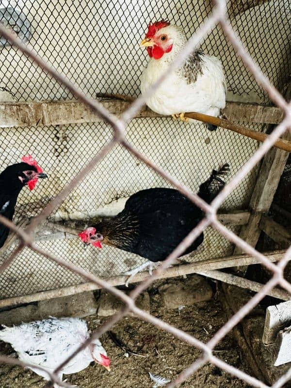 2 aseel pur mushki murgiya ot golden misri egg laying hen available ha 2