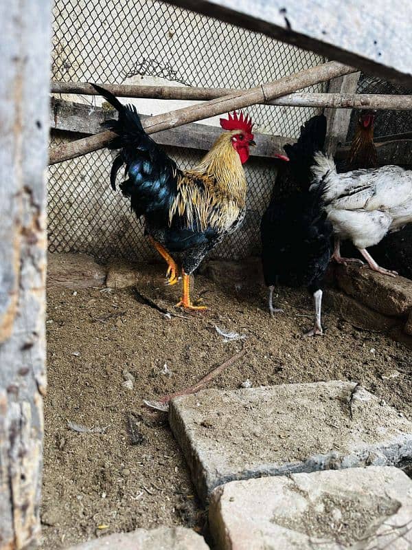 2 aseel pur mushki murgiya ot golden misri egg laying hen available ha 3