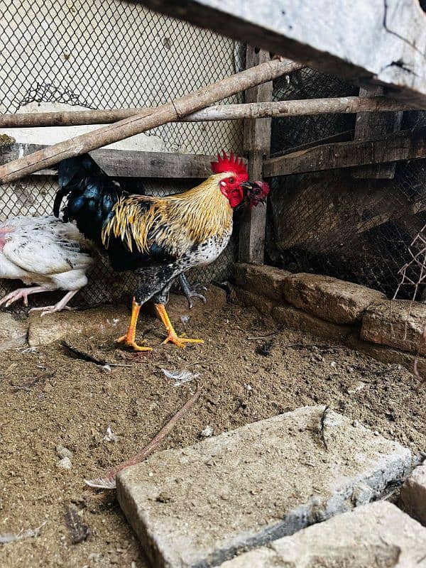 2 aseel pur mushki murgiya ot golden misri egg laying hen available ha 6