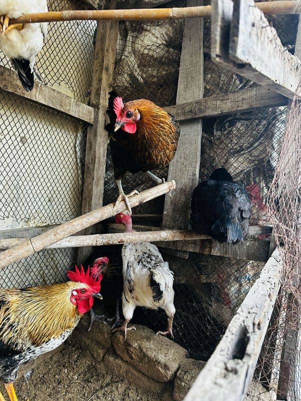 2 aseel pur mushki murgiya ot golden misri egg laying hen available ha 7