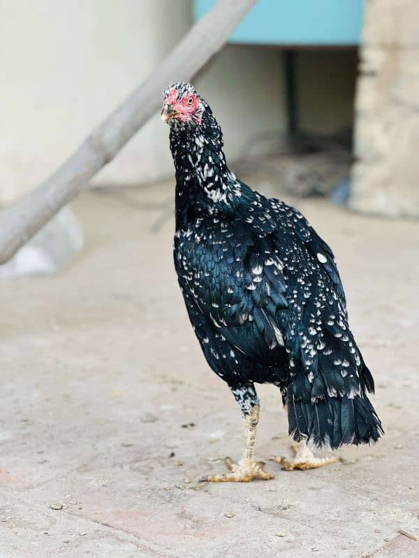 2 aseel pur mushki murgiya ot golden misri egg laying hen available ha 8