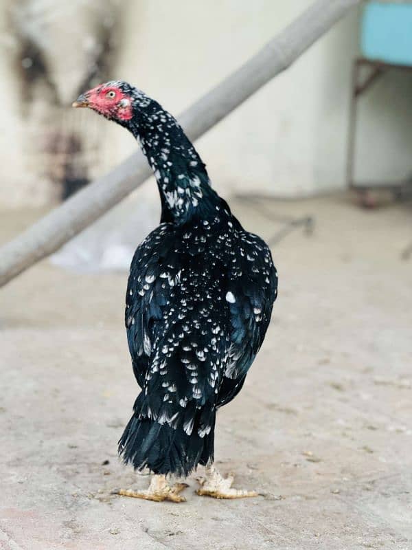 2 aseel pur mushki murgiya ot golden misri egg laying hen available ha 9