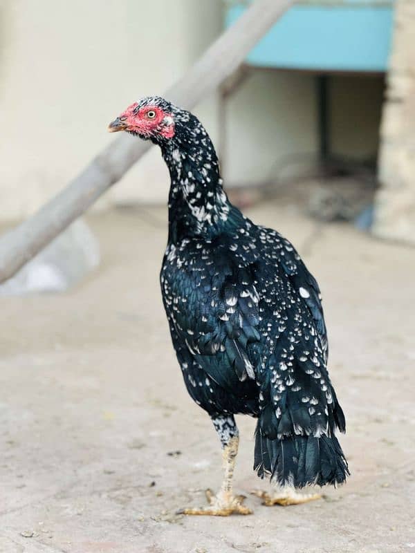 2 aseel pur mushki murgiya ot golden misri egg laying hen available ha 10