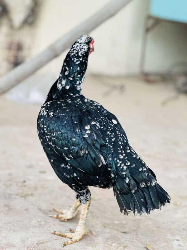 2 aseel pur mushki murgiya ot golden misri egg laying hen available ha 11