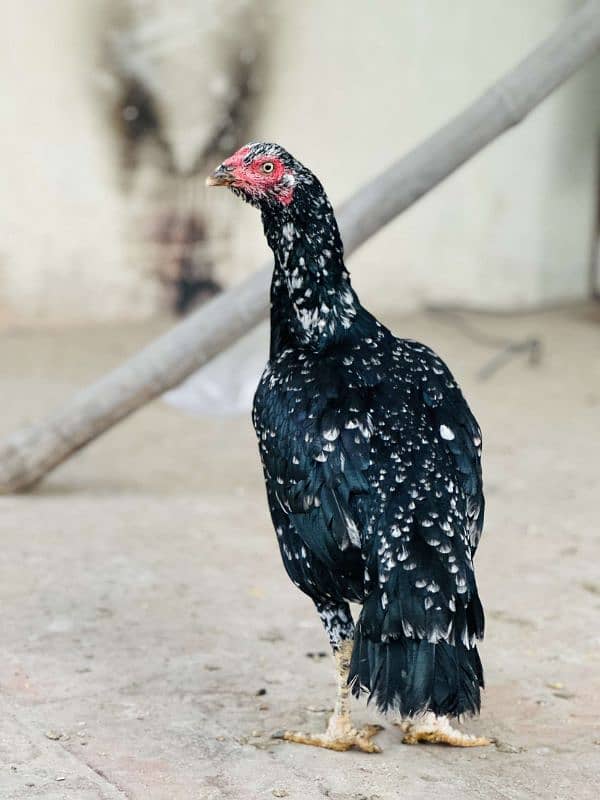 2 aseel pur mushki murgiya ot golden misri egg laying hen available ha 12