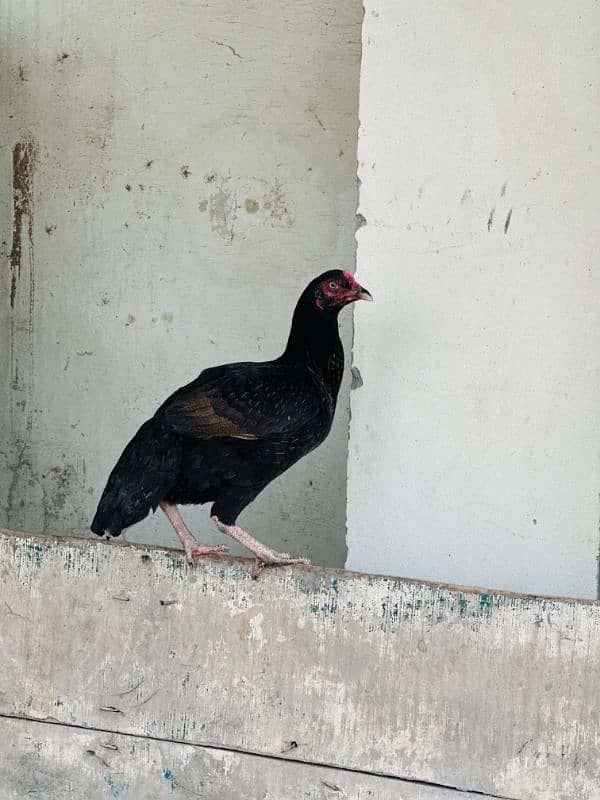 2 aseel pur mushki murgiya ot golden misri egg laying hen available ha 13