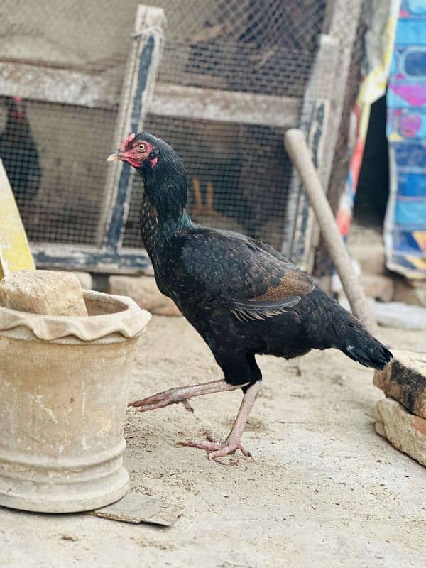 2 aseel pur mushki murgiya ot golden misri egg laying hen available ha 14