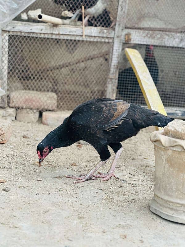 2 aseel pur mushki murgiya ot golden misri egg laying hen available ha 15