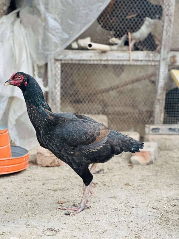 2 aseel pur mushki murgiya ot golden misri egg laying hen available ha 16