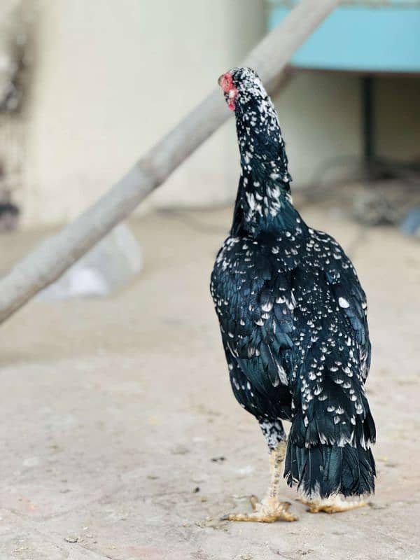 2 aseel pur mushki murgiya ot golden misri egg laying hen available ha 17