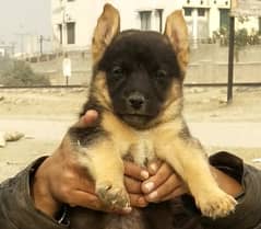 german Shepherd puppies | GSD Dogs3