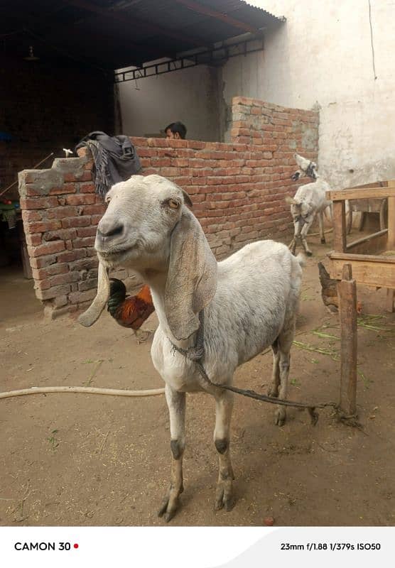 desi goat /sheep /Bakri /teddy cross path / بکری /mundri gulabi 5