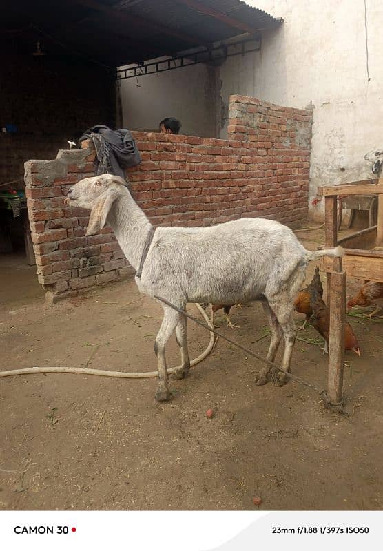 desi goat /sheep /Bakri /teddy cross path / بکری /mundri gulabi 6