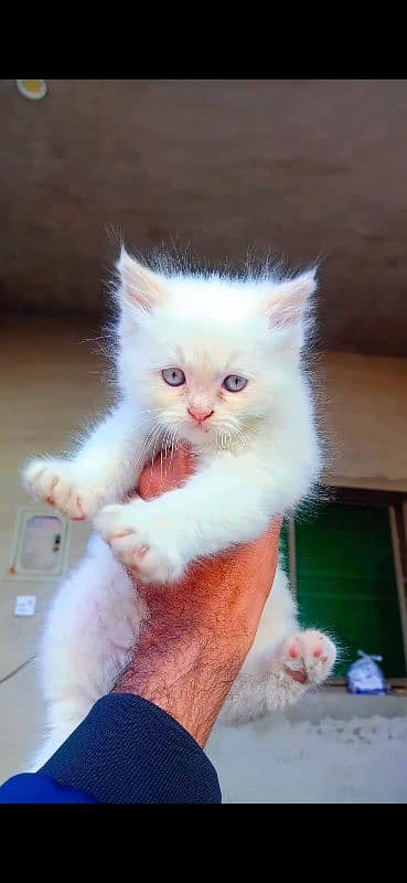 Beautiful Persian baby cat 1