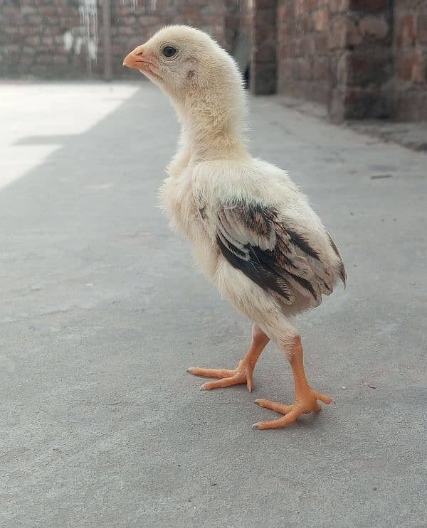 Shamo aseel high chicks available in Lahore 0