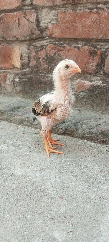 Shamo aseel high chicks available in Lahore 4