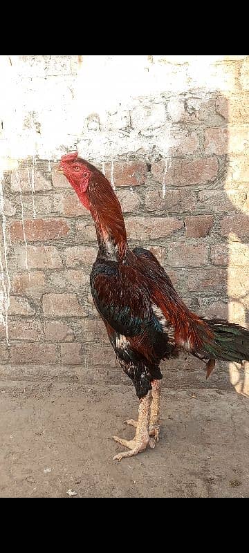 Shamo aseel high chicks available in Lahore 8