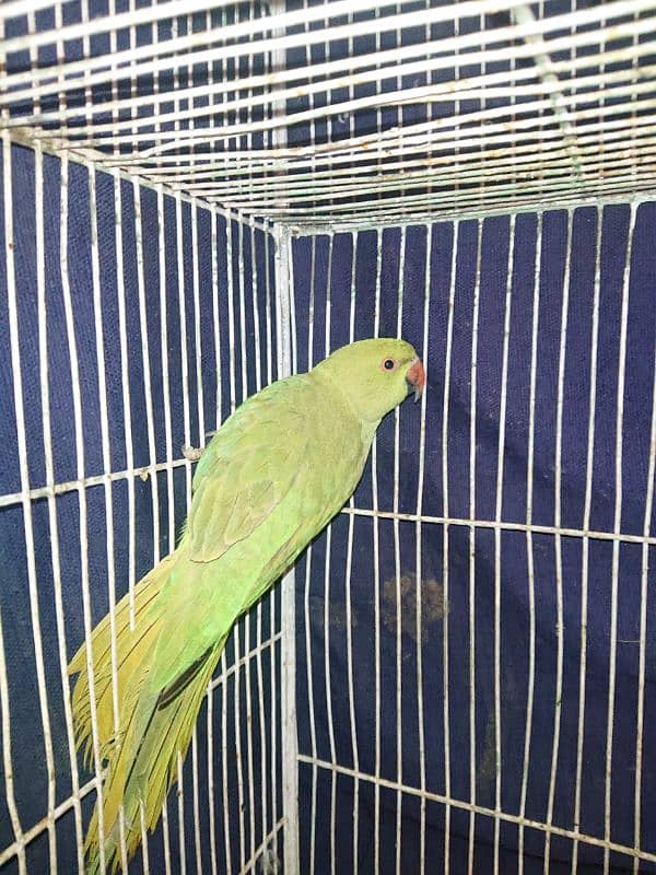 Greeen parrot pair male 6month female 7 month 0