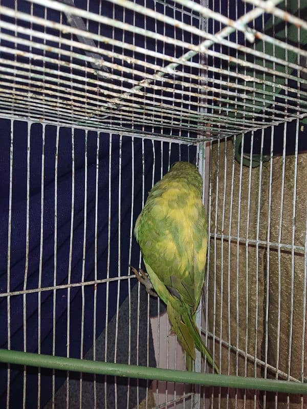 Greeen parrot pair male 6month female 7 month 1