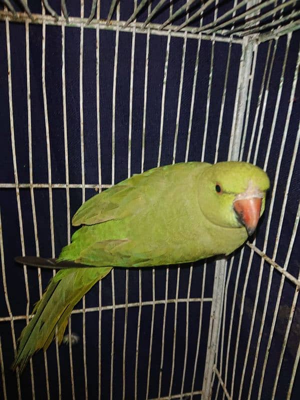 Greeen parrot pair male 6month female 7 month 2