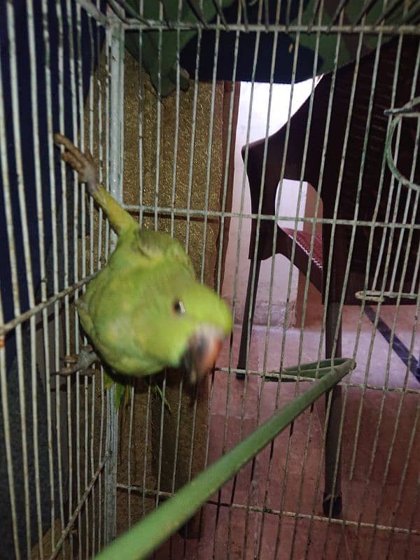 Greeen parrot pair male 6month female 7 month 3