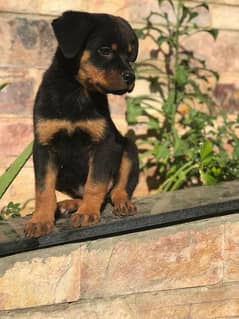 rottweiler puppy available for sale