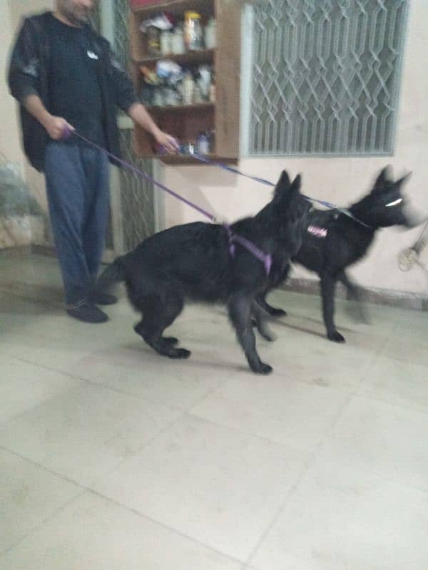 7 months German shepherd pair vaccinated 5