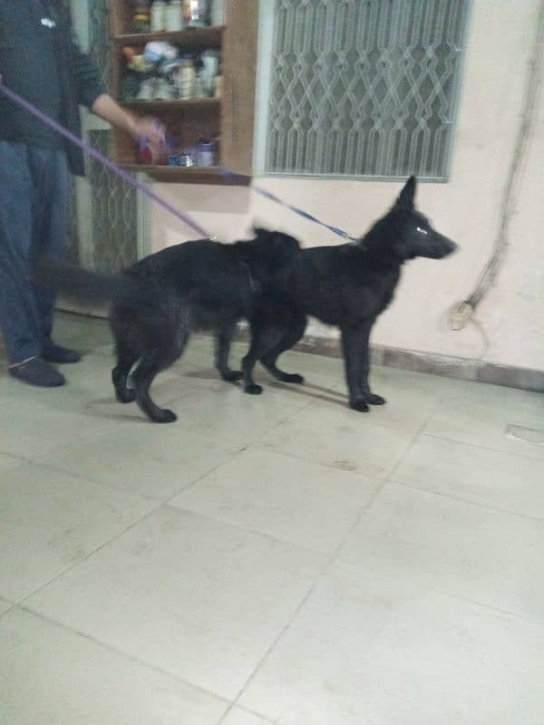 7 months German shepherd pair vaccinated 6