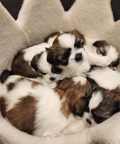 Shihtzu puppies available looking for a new home