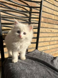 persian kittens for sale