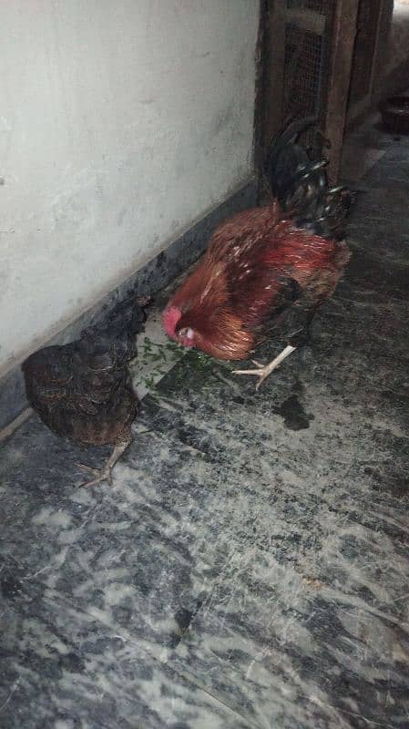 cock with 2 hens 1