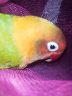 lovebird female