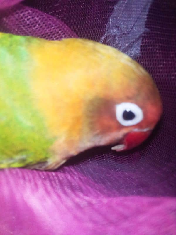 lovebird female 0