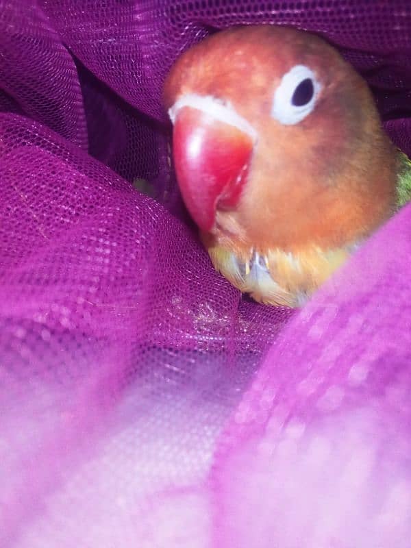 lovebird female 1