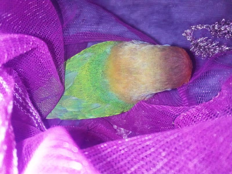 lovebird female 3