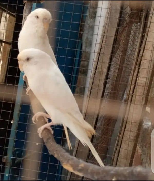 Red eye  budgies breeder pair with eggs. 1