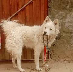 Russian Dog | 1 Years Old |