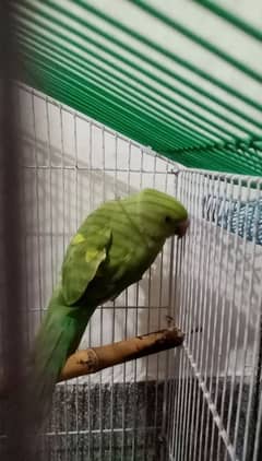 parrot for sale male Hy