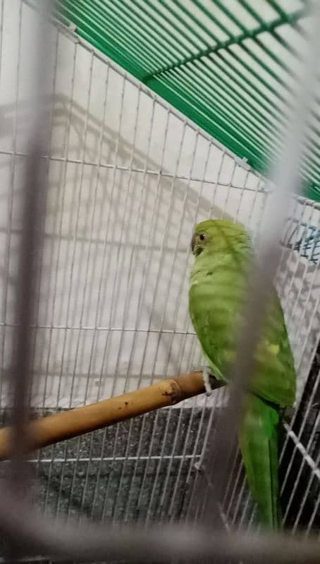 parrot for sale male Hy 1