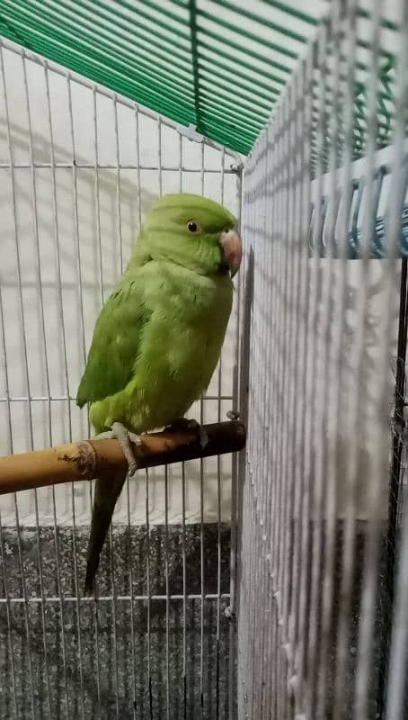 parrot for sale male Hy 2