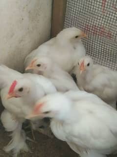 White Buff Chicks Available for sale