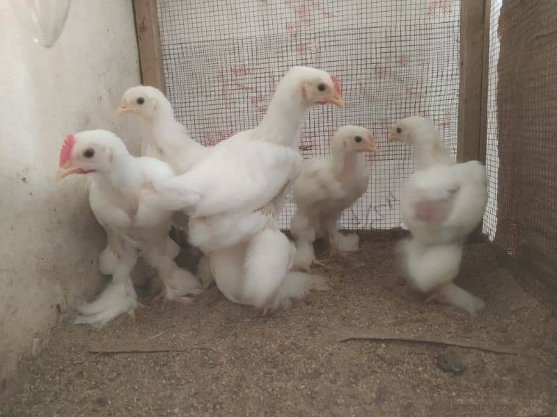 White Buff Chicks Available for sale 2