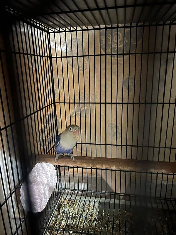 Bird for sale urgent 0