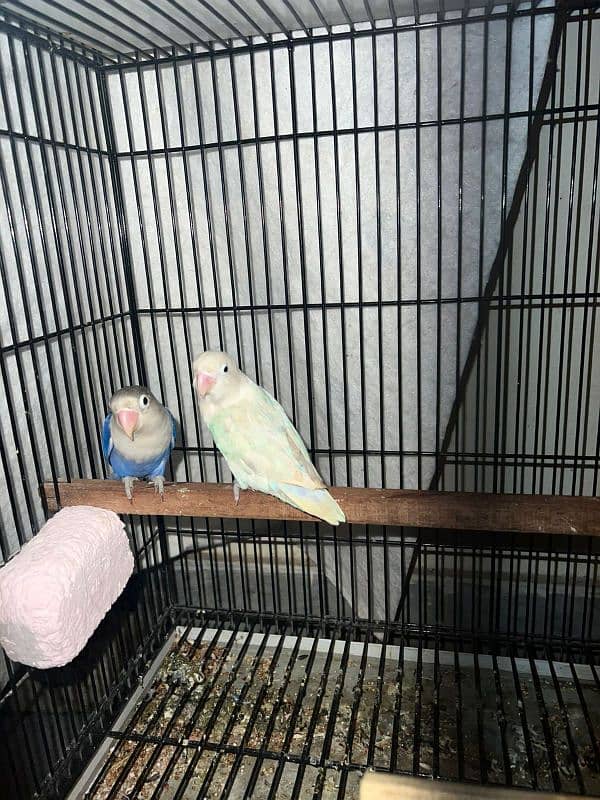 Bird for sale urgent 1