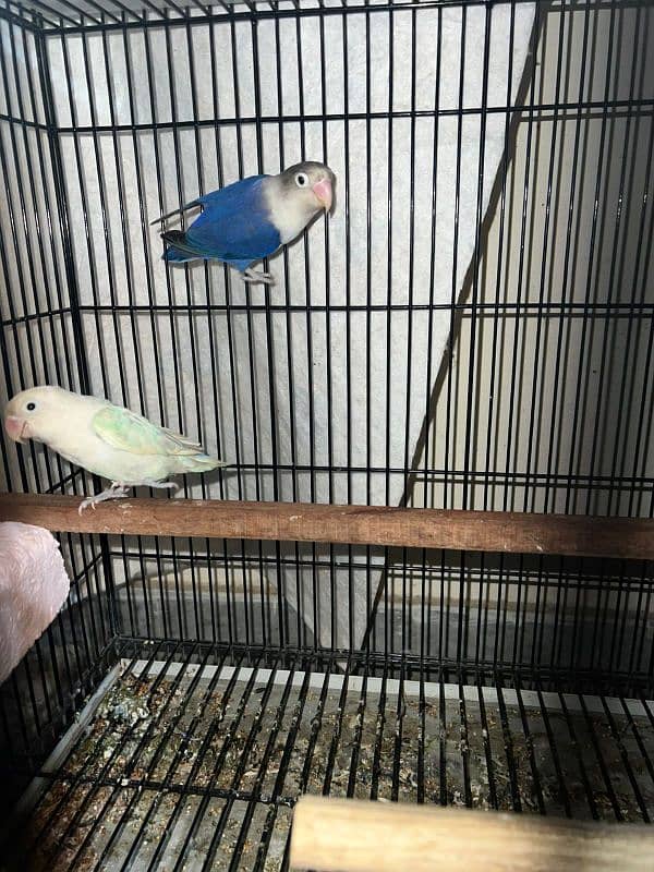 Bird for sale urgent 3