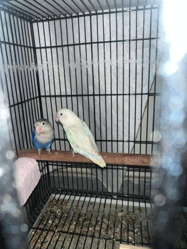 Bird for sale urgent 4