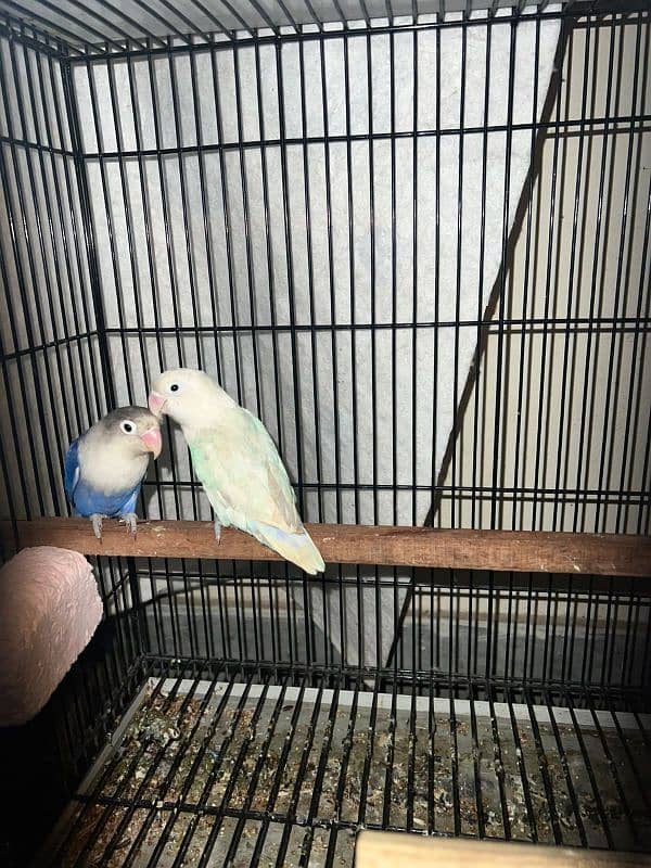 Bird for sale urgent 5