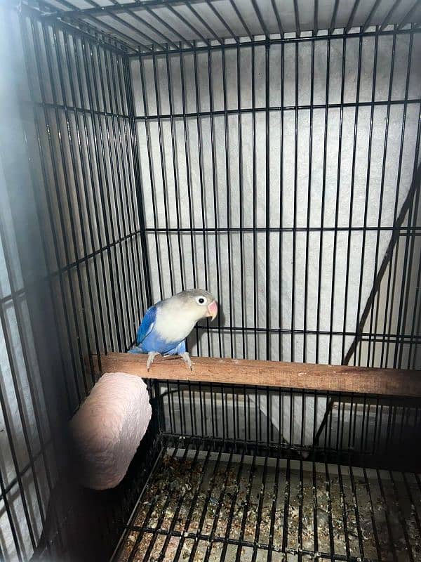 Bird for sale urgent 6