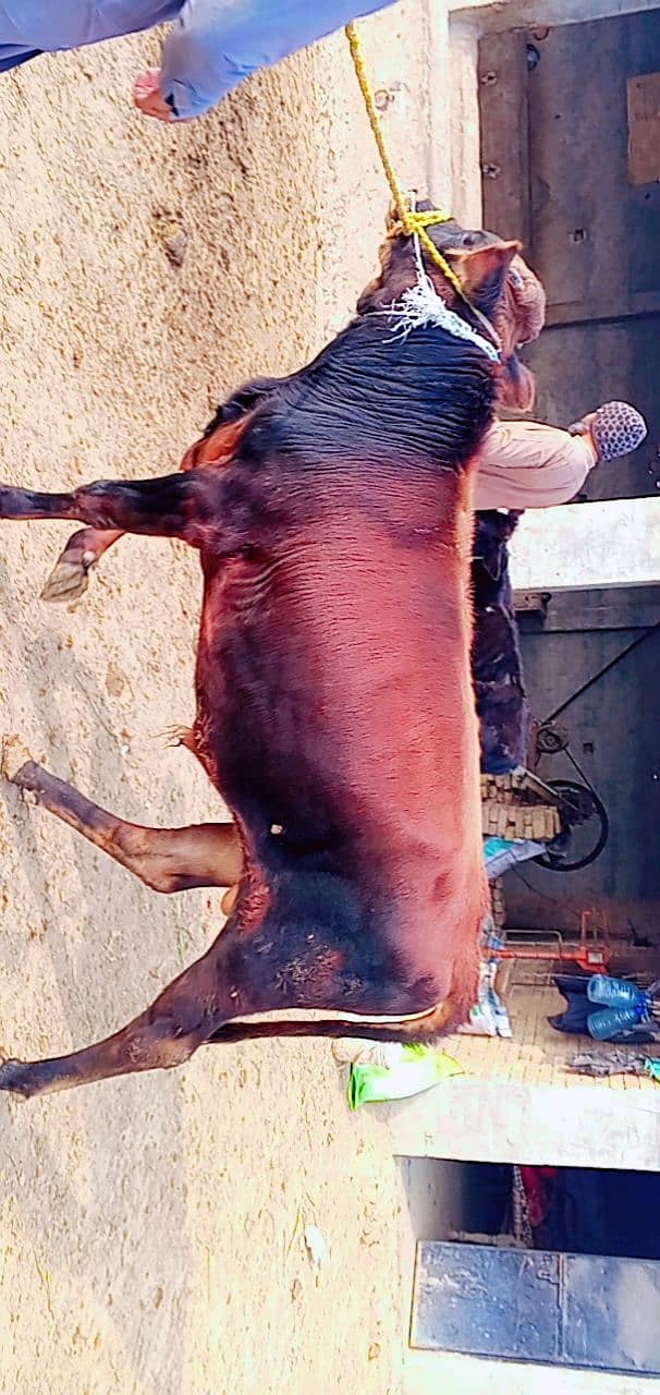 2 addad breader bulls for sale 5