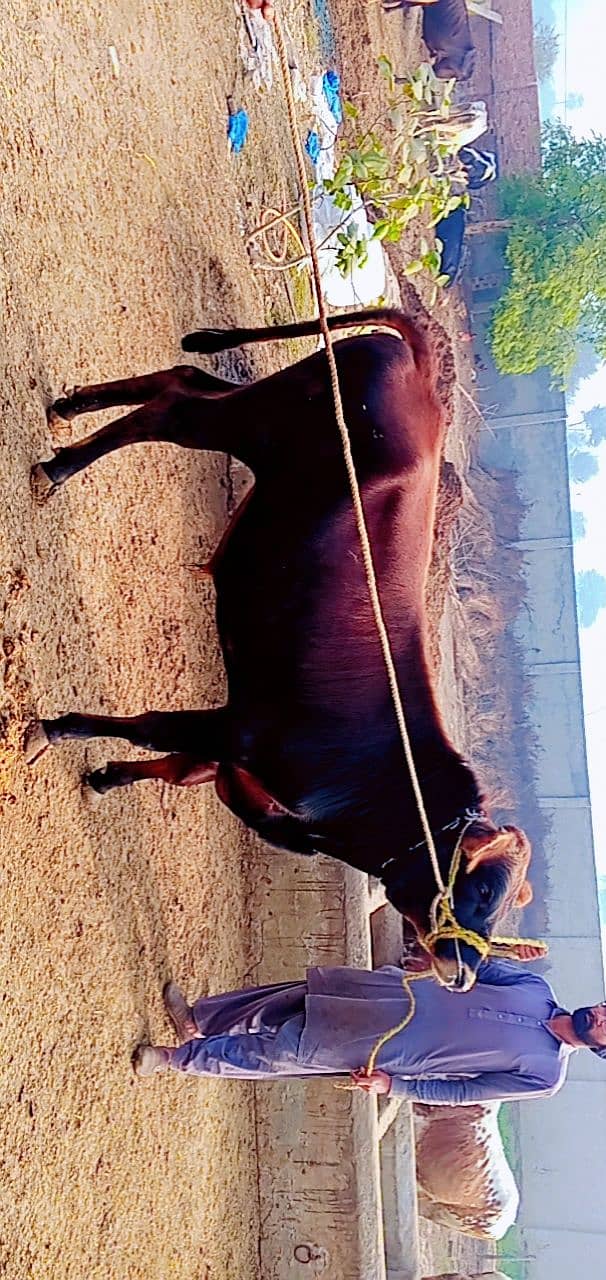 2 addad breader bulls for sale 8